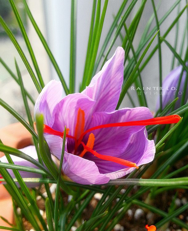 点击大图看下一张：番红花图片