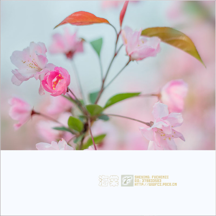 点击大图看下一张：海棠花图片