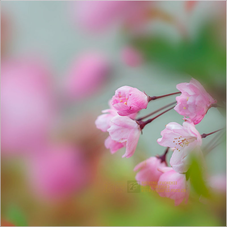 点击大图看下一张：海棠花图片
