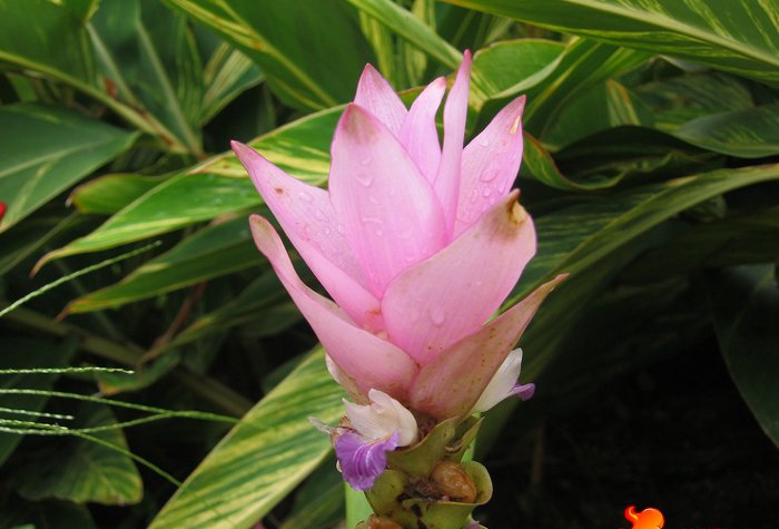 点击大图看下一张:姜荷花图片