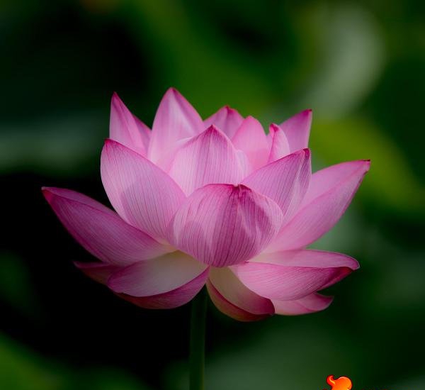 点击大图看下一张：莲花的图片