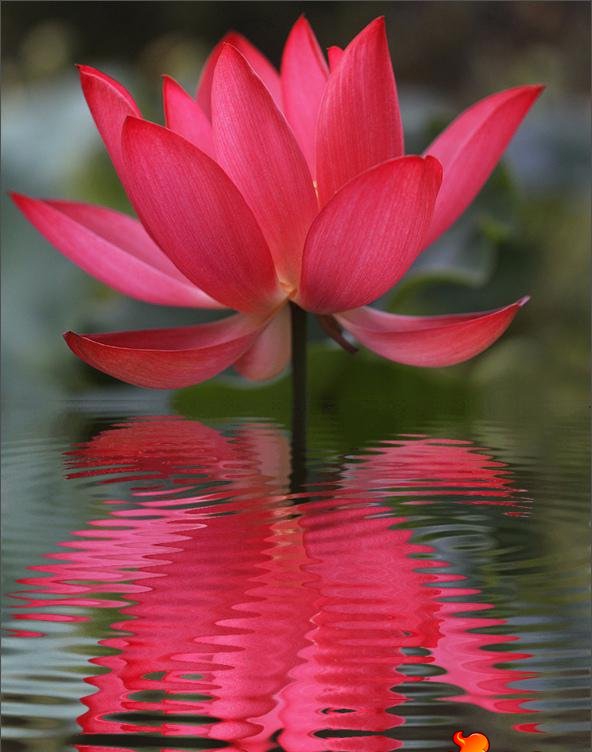 点击大图看下一张：莲花的图片