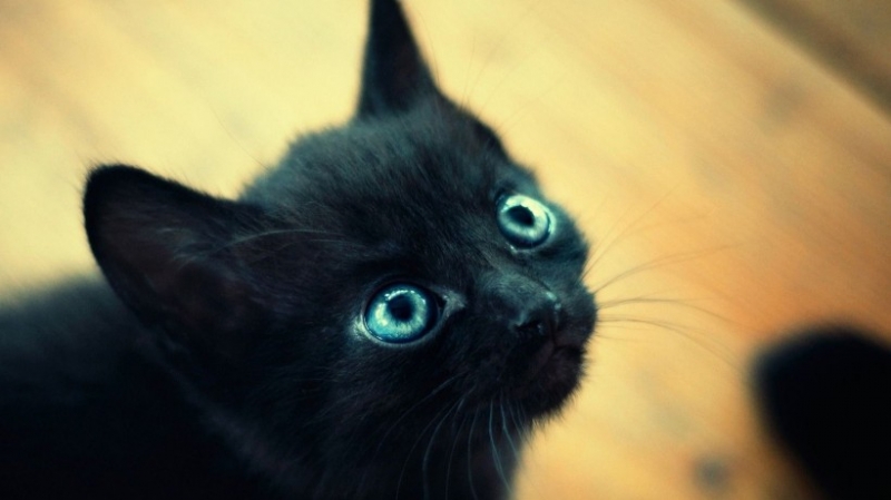 点击大图看下一张：呆萌的猫咪表情特写高清图片