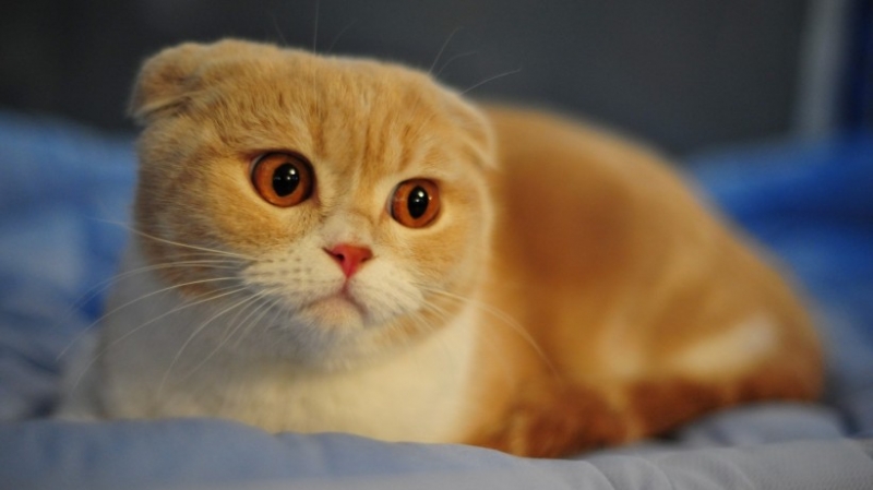 点击大图看下一张：呆萌的猫咪表情特写高清图片