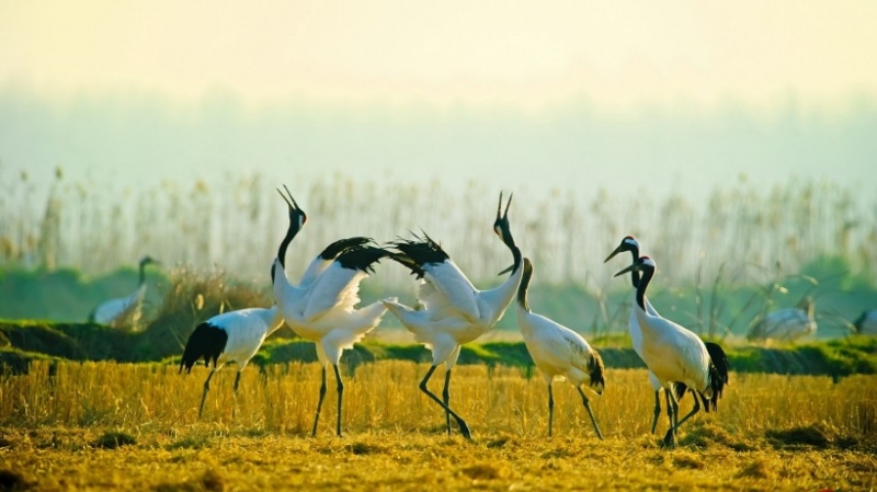 点击大图看下一张:丹顶鹤湖边嬉戏觅食图片