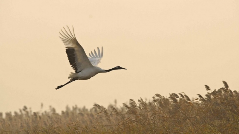 点击大图看下一张：丹顶鹤湖边嬉戏觅食图片