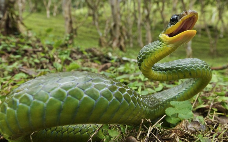 点击大图看下一张：凶猛霸气竹叶青蛇盘踞摄影图片
