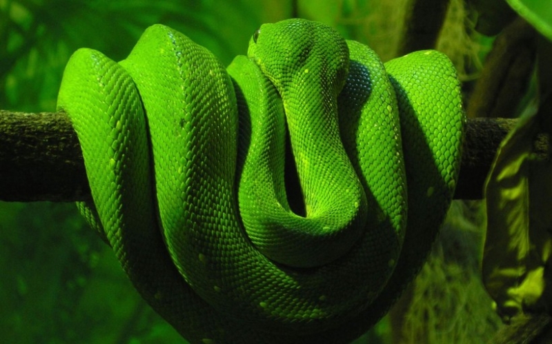 点击大图看下一张：凶猛霸气竹叶青蛇盘踞摄影图片