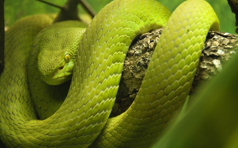 点击大图看下一张：凶猛霸气竹叶青蛇盘踞摄影图片