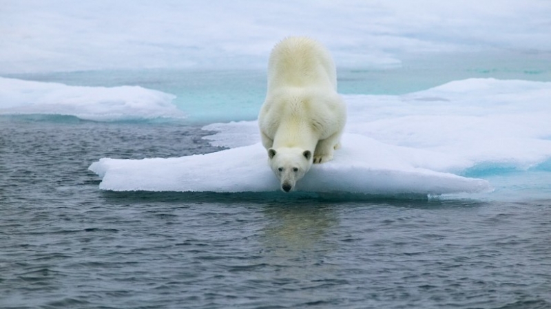 点击大图看下一张：凶猛北极熊带幼崽温馨图片