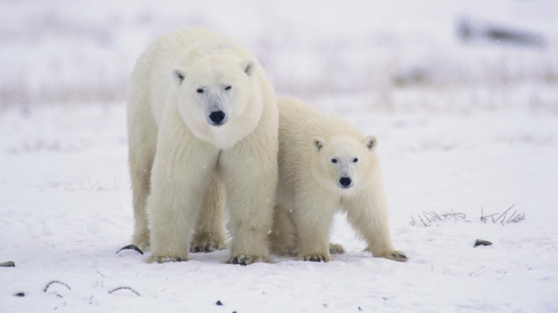 点击大图看下一张：凶猛北极熊带幼崽温馨图片