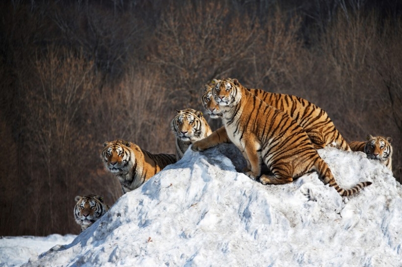 点击大图看下一张：雪地东北虎嬉戏打闹图片