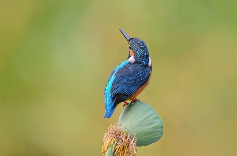 点击大图看下一张：站在莲蓬上的翠鸟图片大全