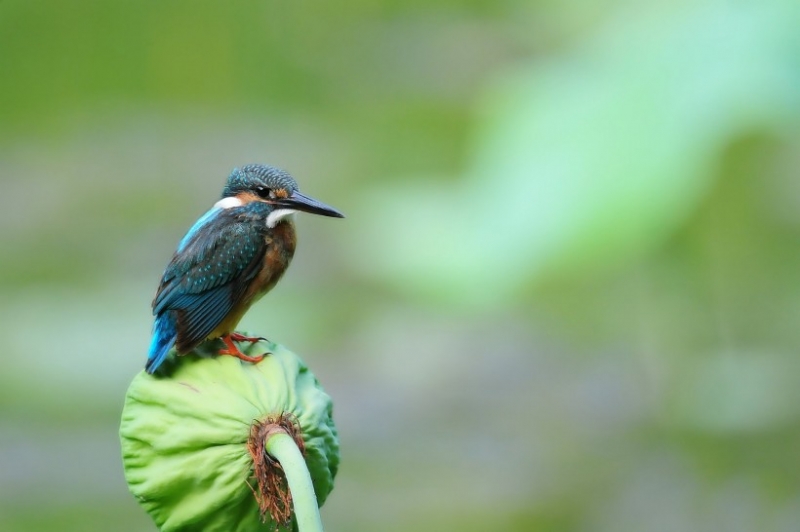 点击大图看下一张：站在莲蓬上的翠鸟图片大全