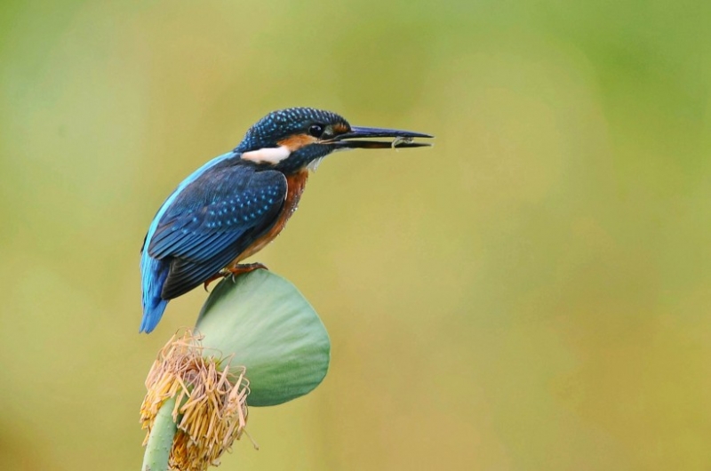 点击大图看下一张：站在莲蓬上的翠鸟图片大全