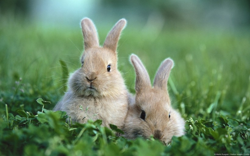 点击大图看下一张：超萌的可爱小兔子图片