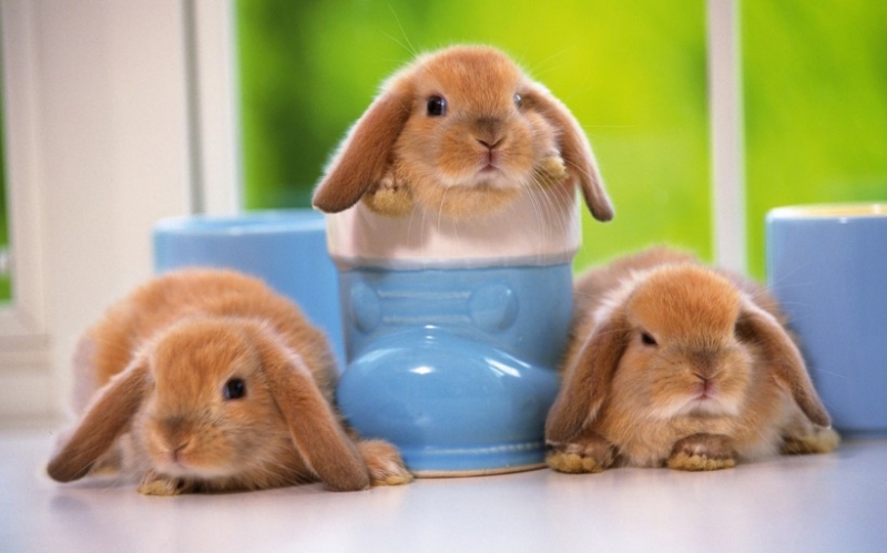 点击大图看下一张：超萌的可爱小兔子图片