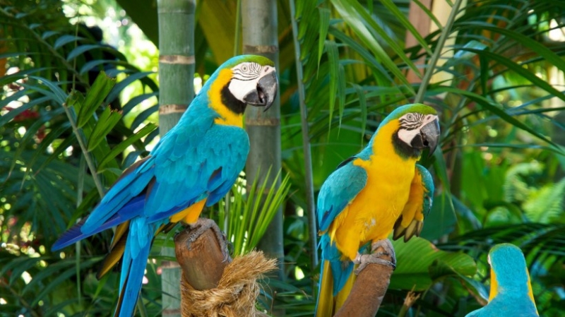 点击大图看下一张：呆萌金刚鹦鹉摄影图片