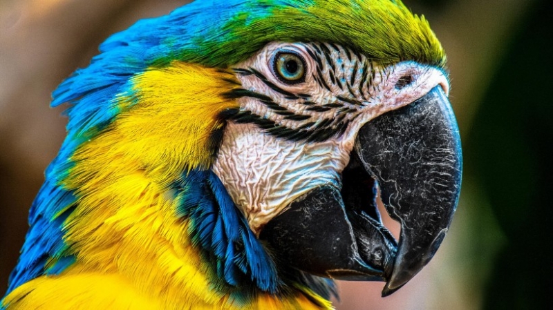 点击大图看下一张:呆萌金刚鹦鹉摄影图片