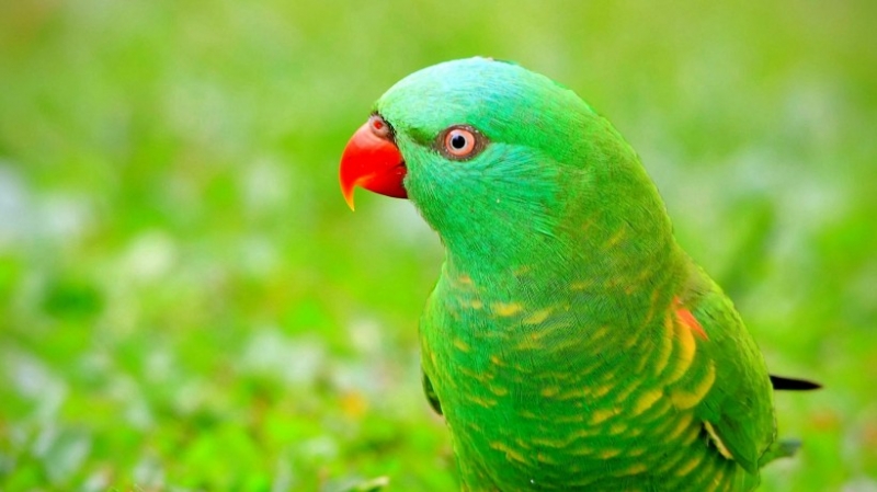 点击大图看下一张：呆萌金刚鹦鹉摄影图片