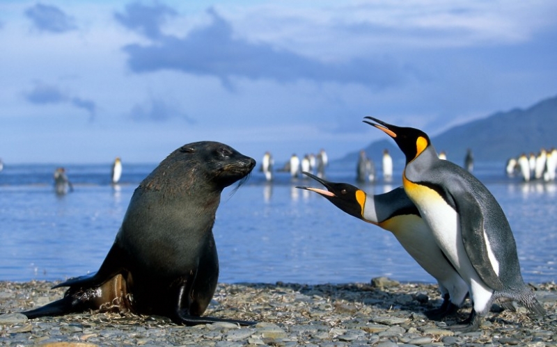 点击大图看下一张：可爱的企鹅图片