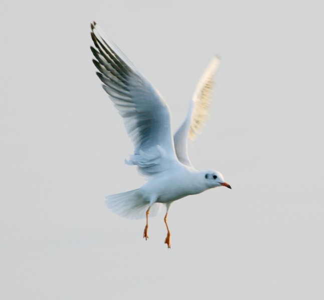 点击大图看下一张：蓝天大海海鸥图片