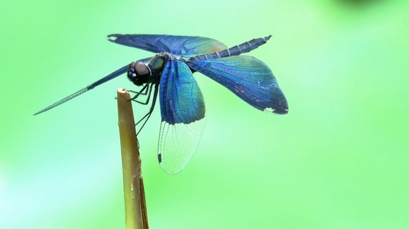 点击大图看下一张：美丽的蓝色蜻蜓图片