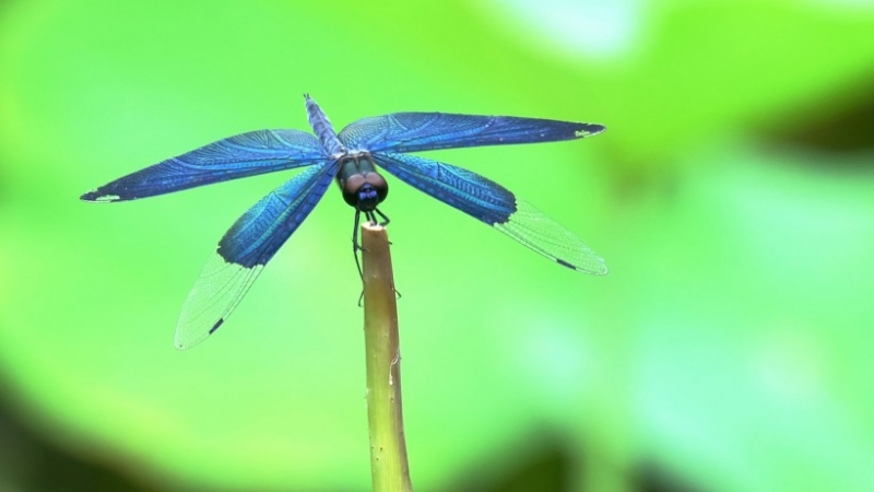 点击大图看下一张：美丽的蓝色蜻蜓图片