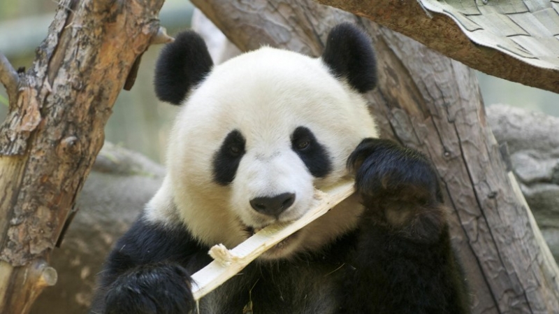 点击大图看下一张：野外呆萌可爱大熊猫高清图集