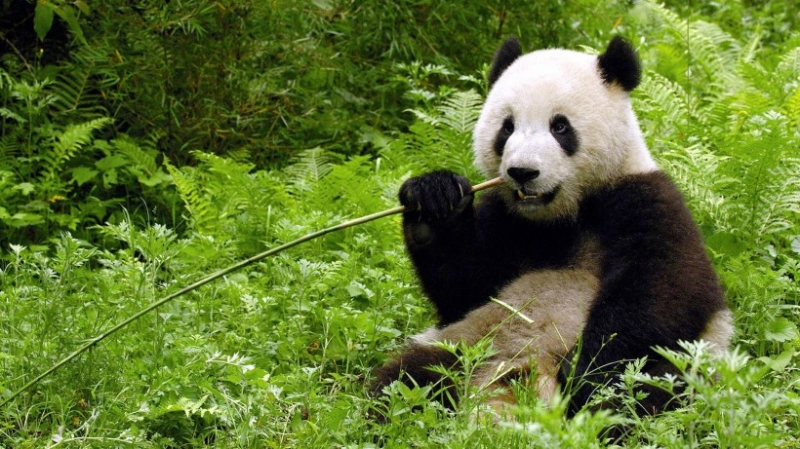 点击大图看下一张：野外呆萌可爱大熊猫高清图集