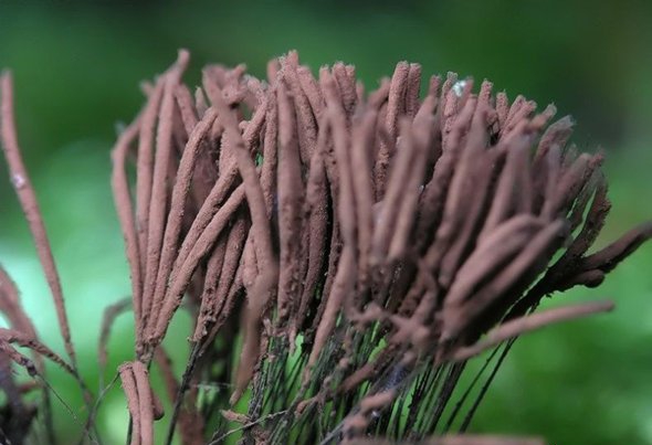 点击大图看下一张:美丽的霉菌图片