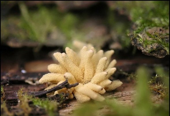 点击大图看下一张:美丽的霉菌图片