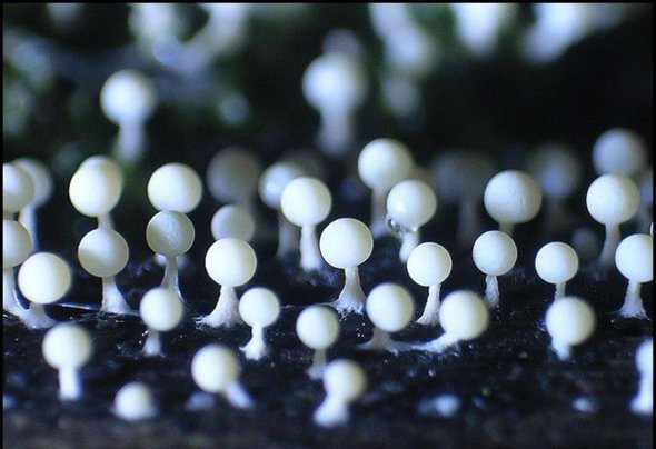 点击大图看下一张:美丽的霉菌图片