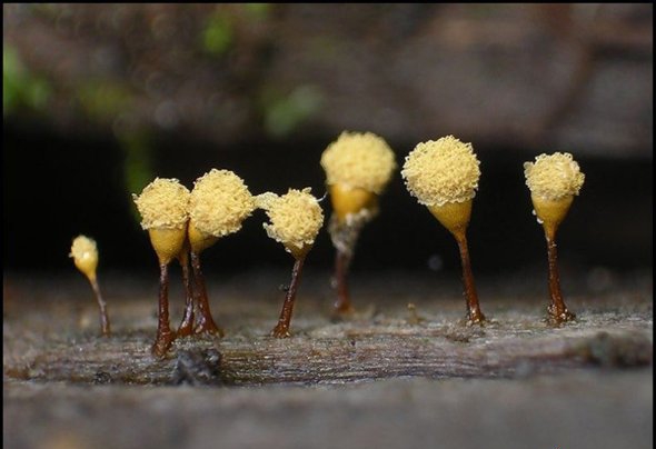 点击大图看下一张:美丽的霉菌图片