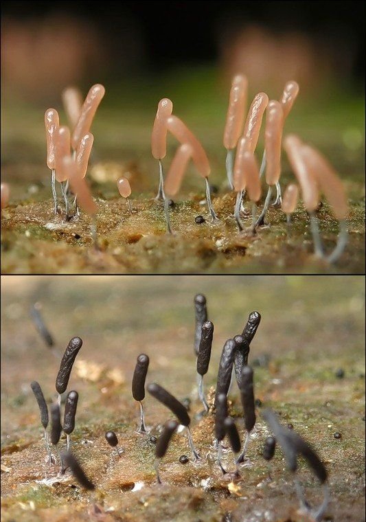 点击大图看下一张:美丽的霉菌图片