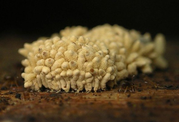 点击大图看下一张:美丽的霉菌图片