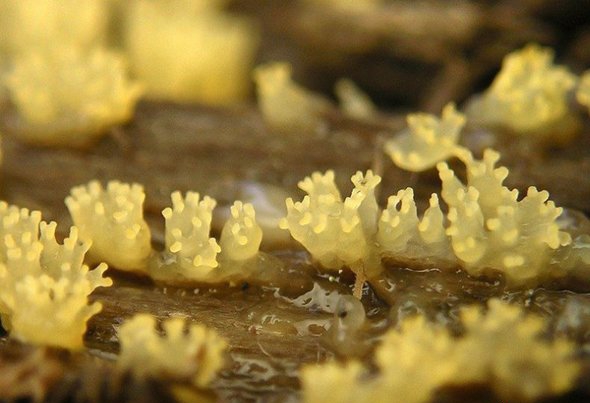 点击大图看下一张：美丽的霉菌图片