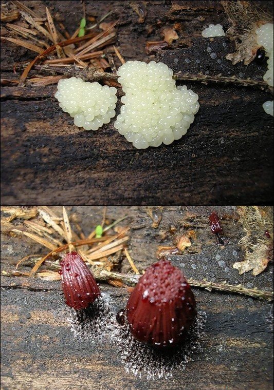 点击大图看下一张:美丽的霉菌图片