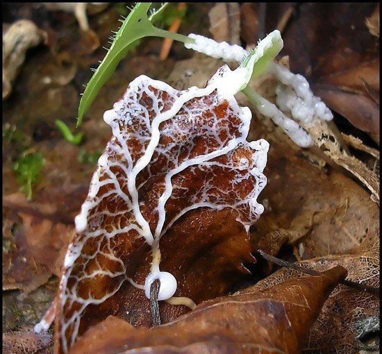 点击大图看下一张:美丽的霉菌图片
