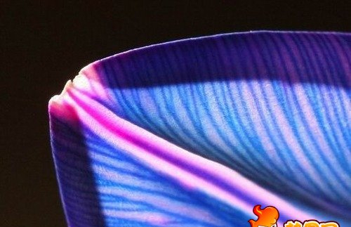 点击大图看下一张：七色花图片 七色堇 彩虹花