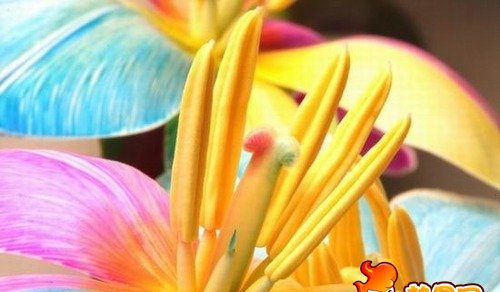 点击大图看下一张:七色花图片 七色堇 彩虹花