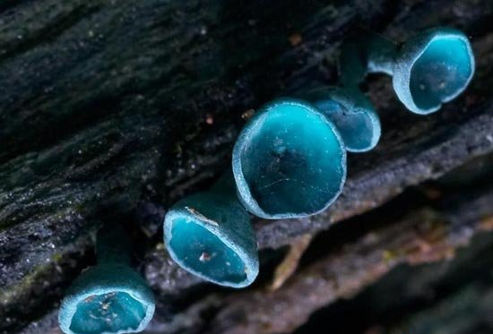 点击大图看下一张:杀人蘑图片