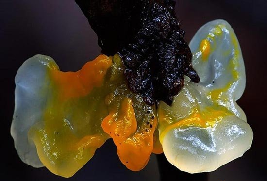 点击大图看下一张:杀人蘑图片