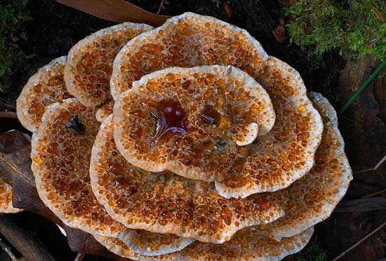 点击大图看下一张:杀人蘑图片