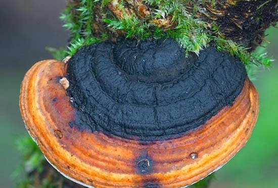 点击大图看下一张：杀人蘑图片