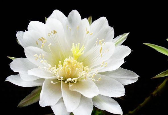 点击大图看下一张:仙人球开花