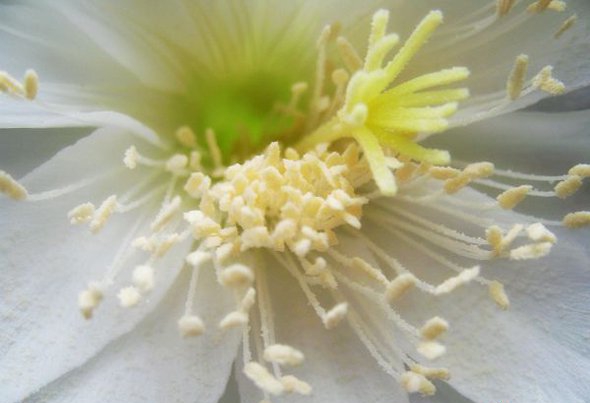 点击大图看下一张:仙人球开花