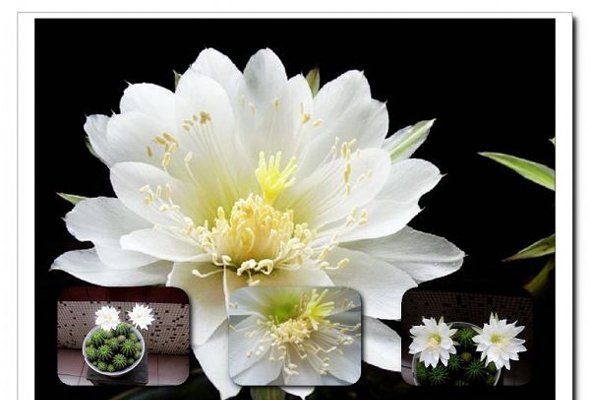 点击大图看下一张:仙人球开花