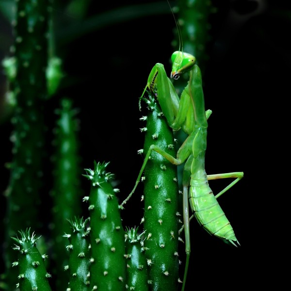 点击大图看下一张：碧绿色螳螂图片大全