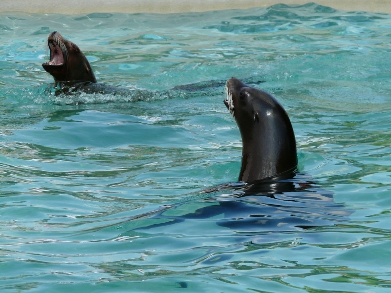 点击大图看下一张：海洋公园动物小海狮图片